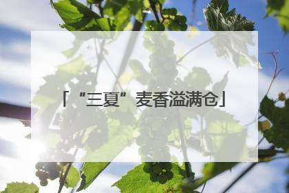 “三夏”麦香溢满仓