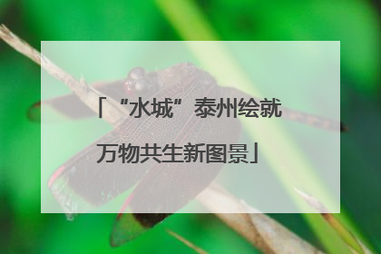 “水城”泰州绘就万物共生新图景