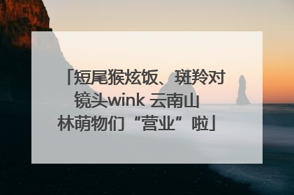 短尾猴炫饭、斑羚对镜头wink 云南山林萌物们“营业”啦
