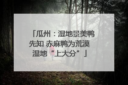 瓜州：湿地景美鸭先知 赤麻鸭为荒漠湿地“上大分”