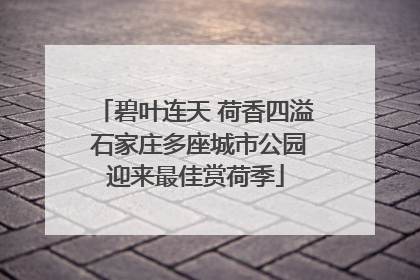 碧叶连天 荷香四溢 石家庄多座城市公园迎来最佳赏荷季