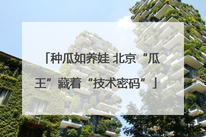 种瓜如养娃 北京“瓜王”藏着“技术密码”