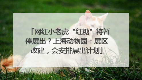 网红小老虎“红糖”将暂停展出？上海动物园：展区改建，会安排展出计划