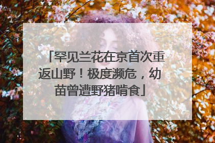 罕见兰花在京首次重返山野！极度濒危，幼苗曾遭野猪啃食