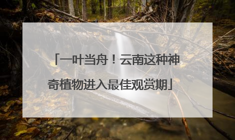 一叶当舟！云南这种神奇植物进入最佳观赏期