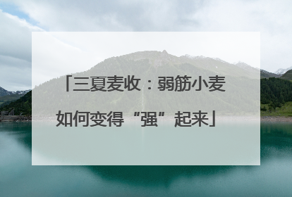 三夏麦收：弱筋小麦如何变得“强”起来