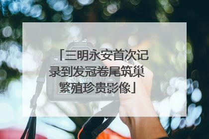 三明永安首次记录到发冠卷尾筑巢繁殖珍贵影像