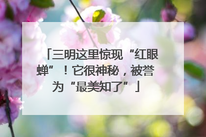 三明这里惊现“红眼蝉”！它很神秘，被誉为“最美知了”