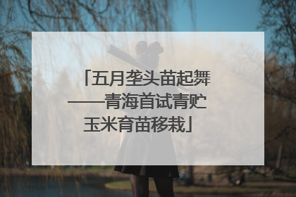 五月垄头苗起舞——青海首试青贮玉米育苗移栽