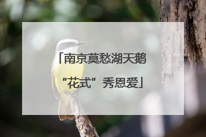 南京莫愁湖天鹅“花式”秀恩爱