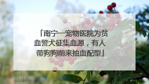 南宁一宠物医院为贫血警犬征集血源，有人带狗狗前来抽血配型