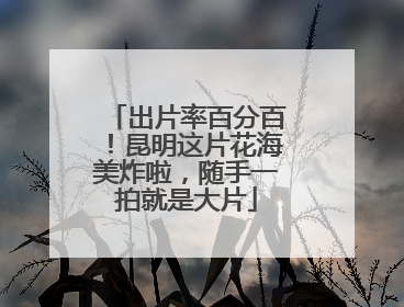 出片率百分百！昆明这片花海美炸啦，随手一拍就是大片
