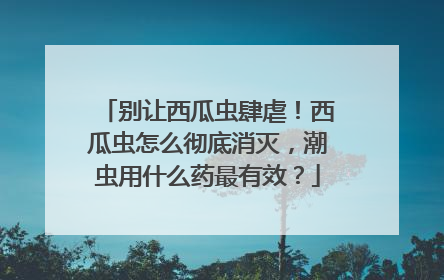 别让西瓜虫肆虐！西瓜虫怎么彻底消灭，潮虫用什么药最有效？