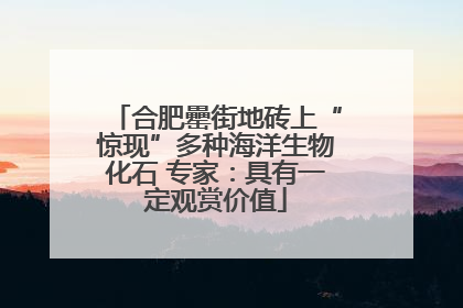 合肥罍街地砖上“惊现”多种海洋生物化石 专家：具有一定观赏价值
