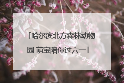 哈尔滨北方森林动物园 萌宝陪你过六一