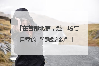 在首都北京，赴一场与月季的“倾城之约”