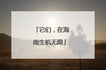 它们，在海南生机无限