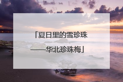 夏日里的雪珍珠——华北珍珠梅