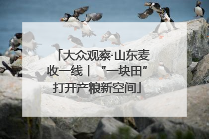 大众观察·山东麦收一线丨“一块田”打开产粮新空间