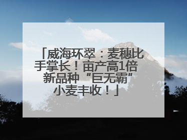 威海环翠：麦穗比手掌长！亩产高1倍 新品种“巨无霸”小麦丰收！