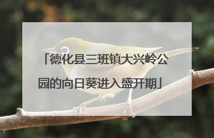 德化县三班镇大兴岭公园的向日葵进入盛开期