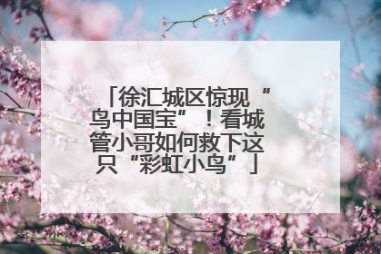 徐汇城区惊现“鸟中国宝”！看城管小哥如何救下这只“彩虹小鸟”