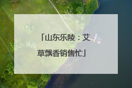 山东乐陵：艾草飘香销售忙