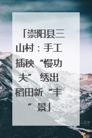 崇阳县三山村：手工插秧“慢功夫” 绣出稻田新“丰”景