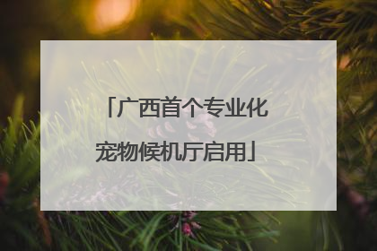 广西首个专业化宠物候机厅启用