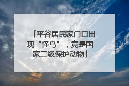 平谷居民家门口出现“怪鸟”，竟是国家二级保护动物