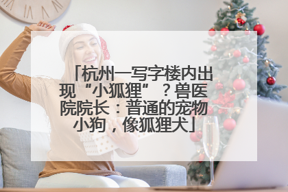 杭州一写字楼内出现“小狐狸”？兽医院院长：普通的宠物小狗，像狐狸犬