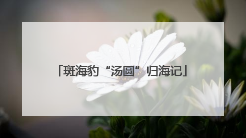 斑海豹“汤圆”归海记