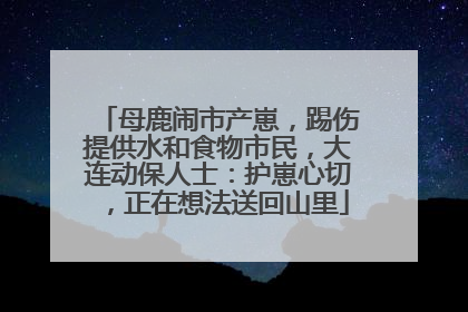 母鹿闹市产崽，踢伤提供水和食物市民，大连动保人士：护崽心切，正在想法送回山里