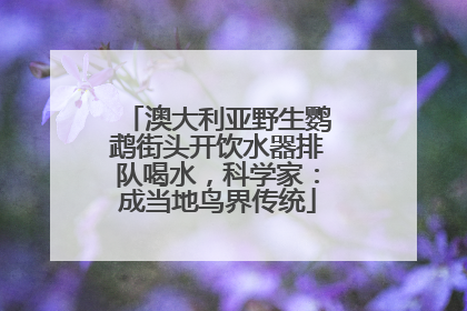 澳大利亚野生鹦鹉街头开饮水器排队喝水，科学家：成当地鸟界传统