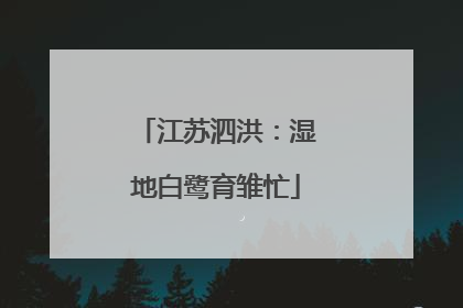 江苏泗洪：湿地白鹭育雏忙