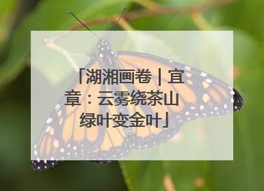 湖湘画卷｜宜章：云雾绕茶山 绿叶变金叶