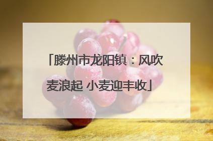 滕州市龙阳镇：风吹麦浪起 小麦迎丰收