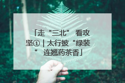 走“三北” 看攻坚①｜太行披“绿装” 连翘药茶香