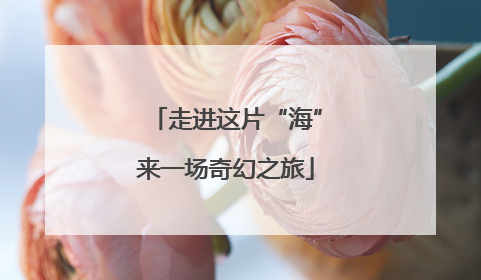 走进这片“海”来一场奇幻之旅