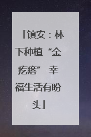 镇安：林下种植“金疙瘩” 幸福生活有盼头