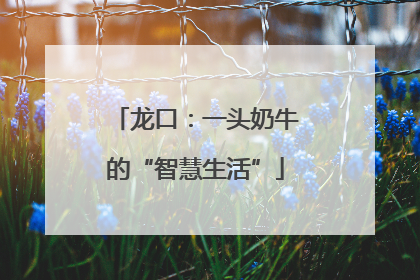 龙口：一头奶牛的“智慧生活”